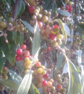 Chalef d'automne - Sweet'N Sour