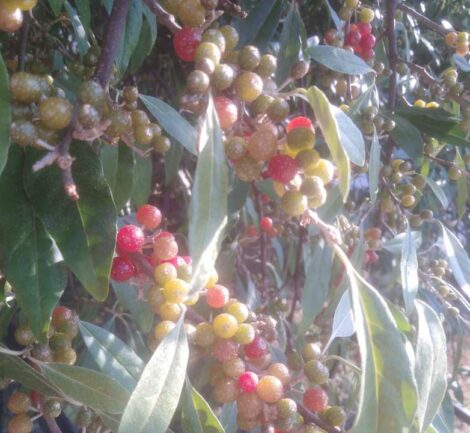 Chalef d'automne - Sweet'N Sour