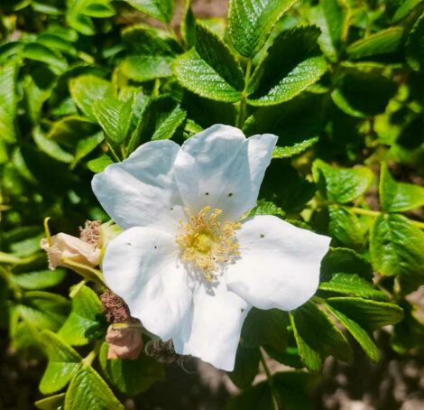Rosier Rugueux blanc
