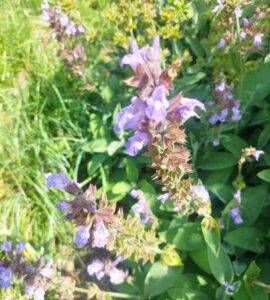 Sauge officinale