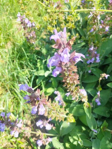 Sauge officinale