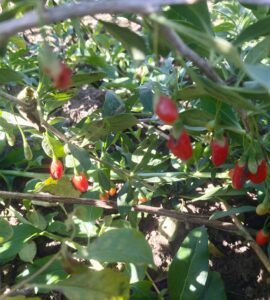 Goji - New Big