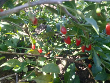 Goji - New Big