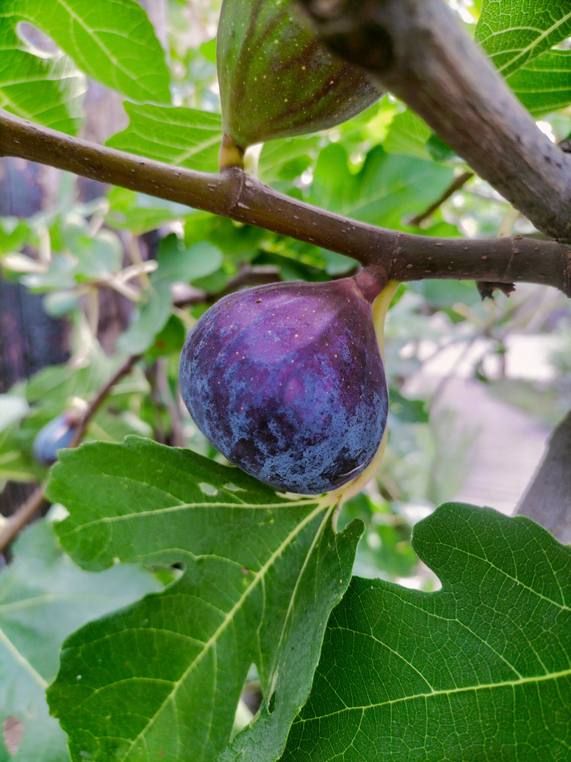 Figuier Noire de Bellone