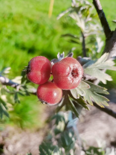 Aubépine Azérolier