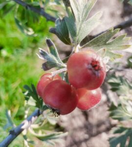 Aubépine Orientalis
