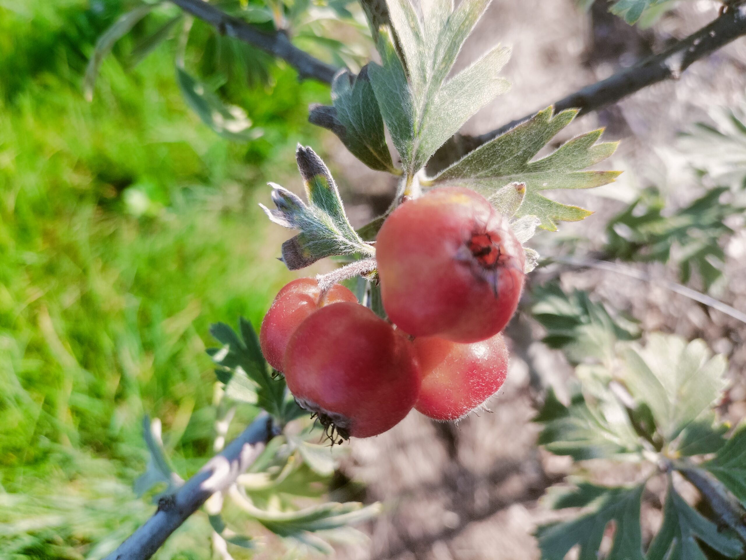 Aubépine Orientalis