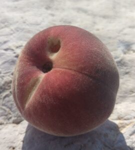 Pêcher Tournier