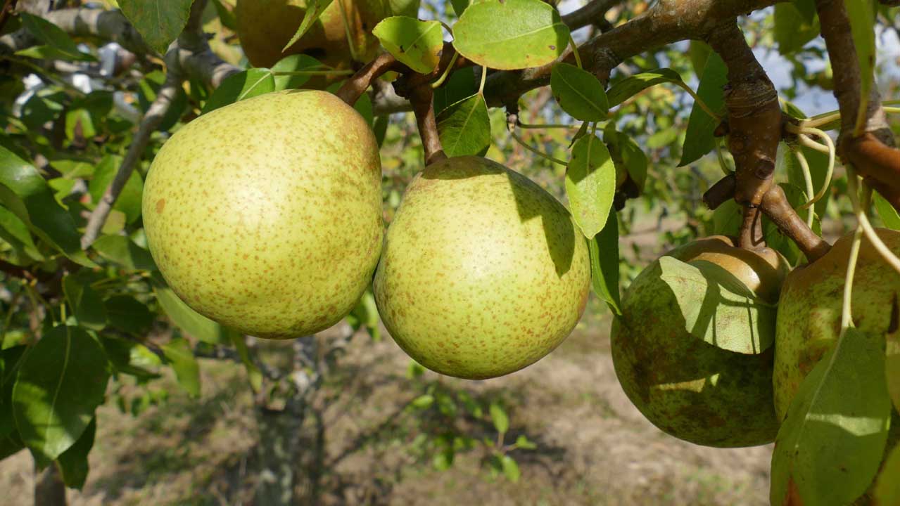 Poirier Joséphine de Malines