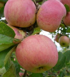 Pommier Belle Fille de Salins