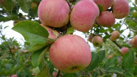 Pommier Belle Fille de Salins