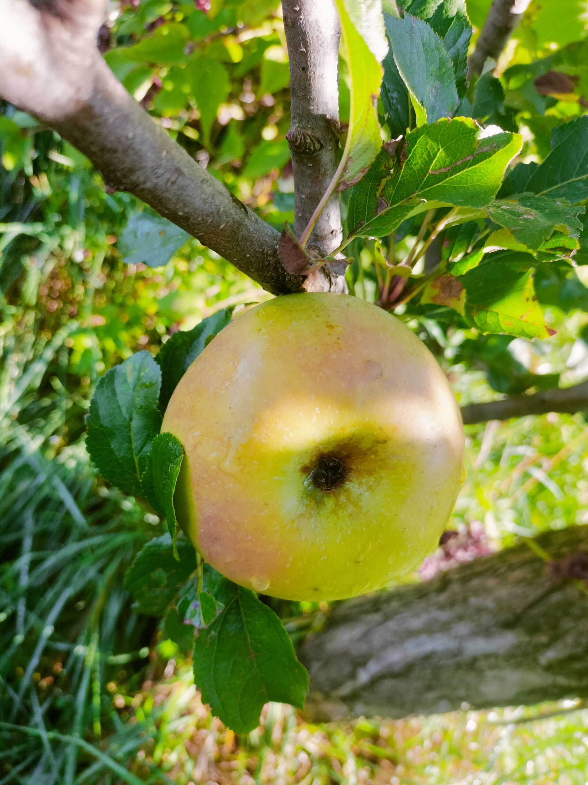 Pommier Cannelle Blanche