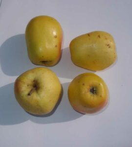 Pommier Cloche