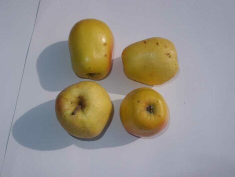 Pommier Cloche