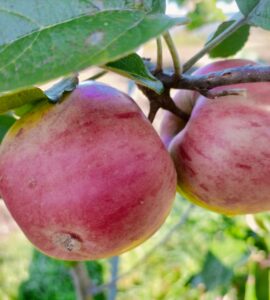 Pommier De Risoul