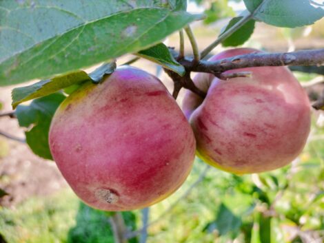 Pommier De Risoul