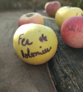Pommier Fer de Dolomieu