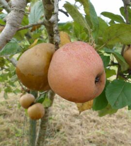 Pommier Perasse - Pomme Poire - Gris Baudet