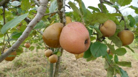 Pommier Perasse - Pomme Poire - Gris Baudet