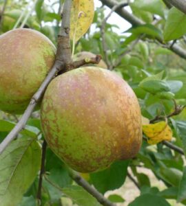Pommier Reinette d'Armorique