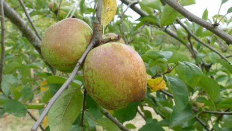 Pommier Reinette d'Armorique