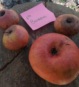 Pommier Reinette Baumann