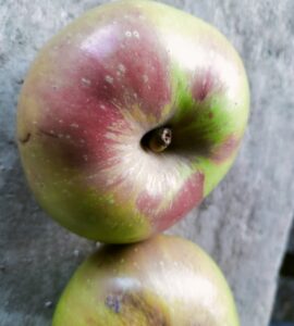 Pommier Reinette des Chartreux (Marlaud)