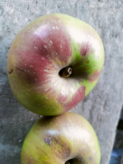 Pommier Reinette des Chartreux (Marlaud)