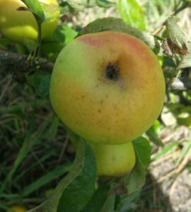 Pommier Reinette Clochard