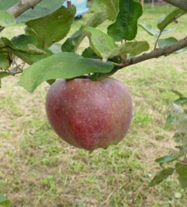 Pommier Rambour d'Hiver