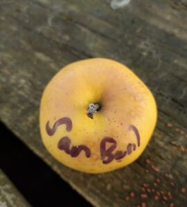 Pommier San Baril