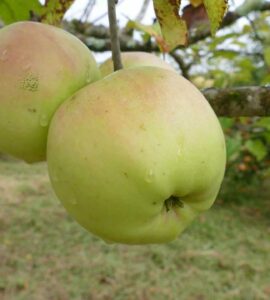 Pommier Signé Tillish