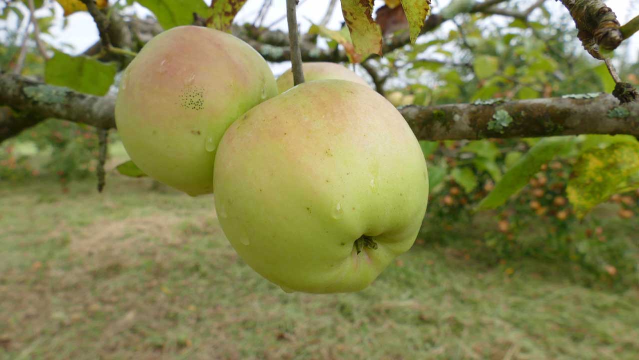 Pommier Signé Tillish