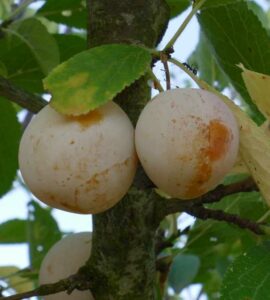 Prunier Coco Jaune