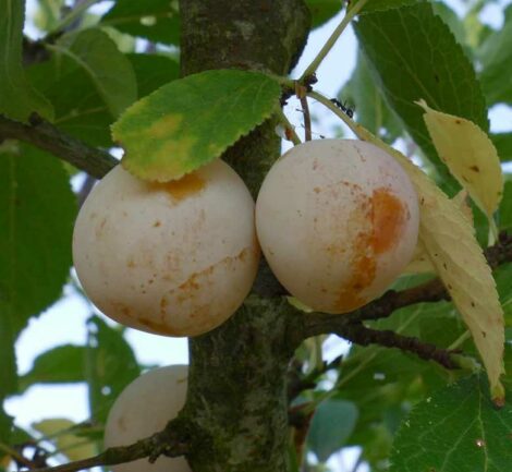 Prunier Coco Jaune